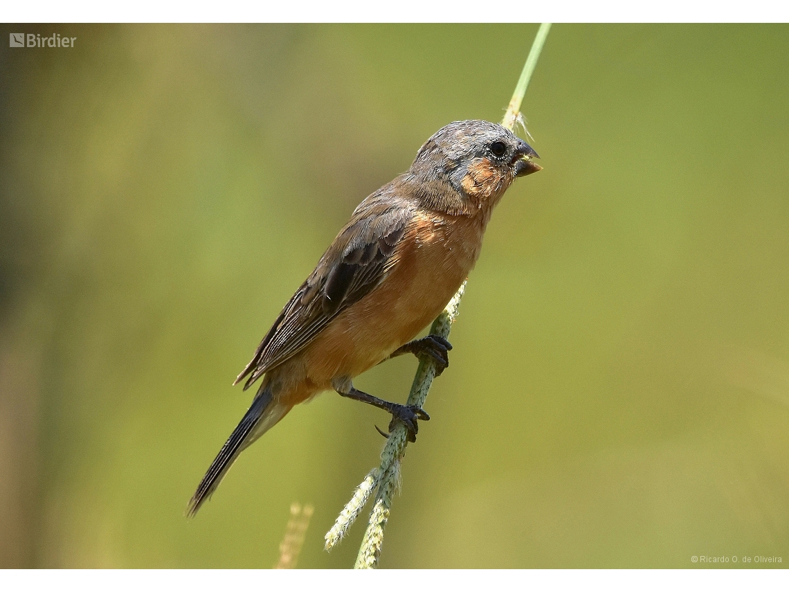 Sporophila hypoxantha