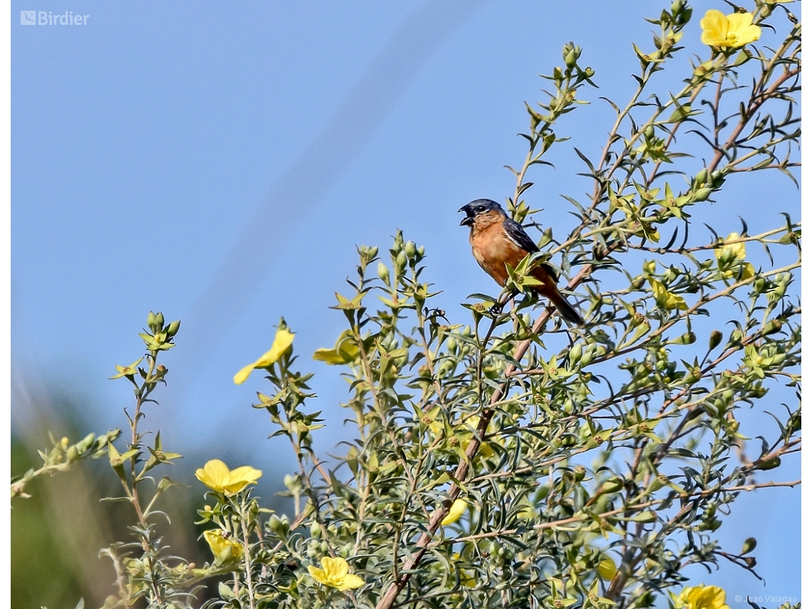 Sporophila hypoxantha
