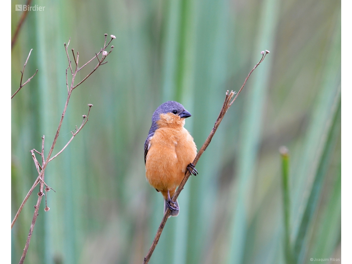 Sporophila hypoxantha