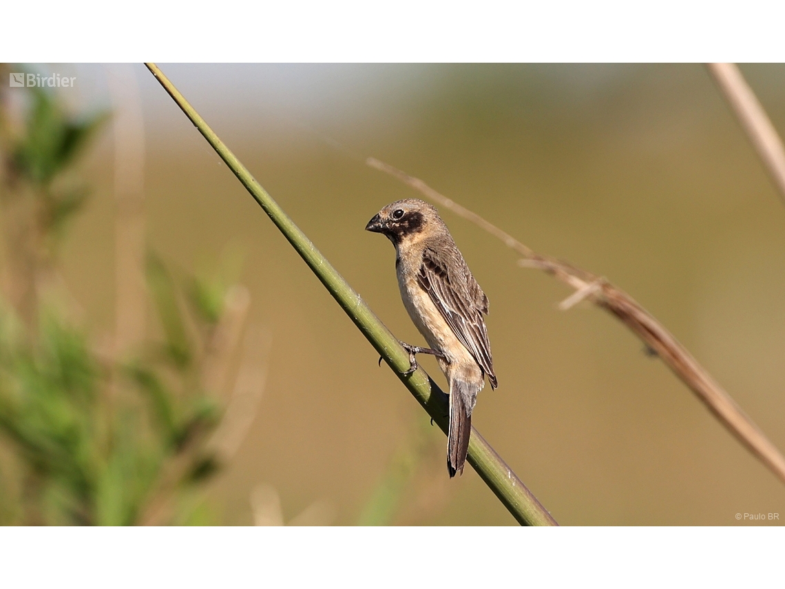 Sporophila iberaensis