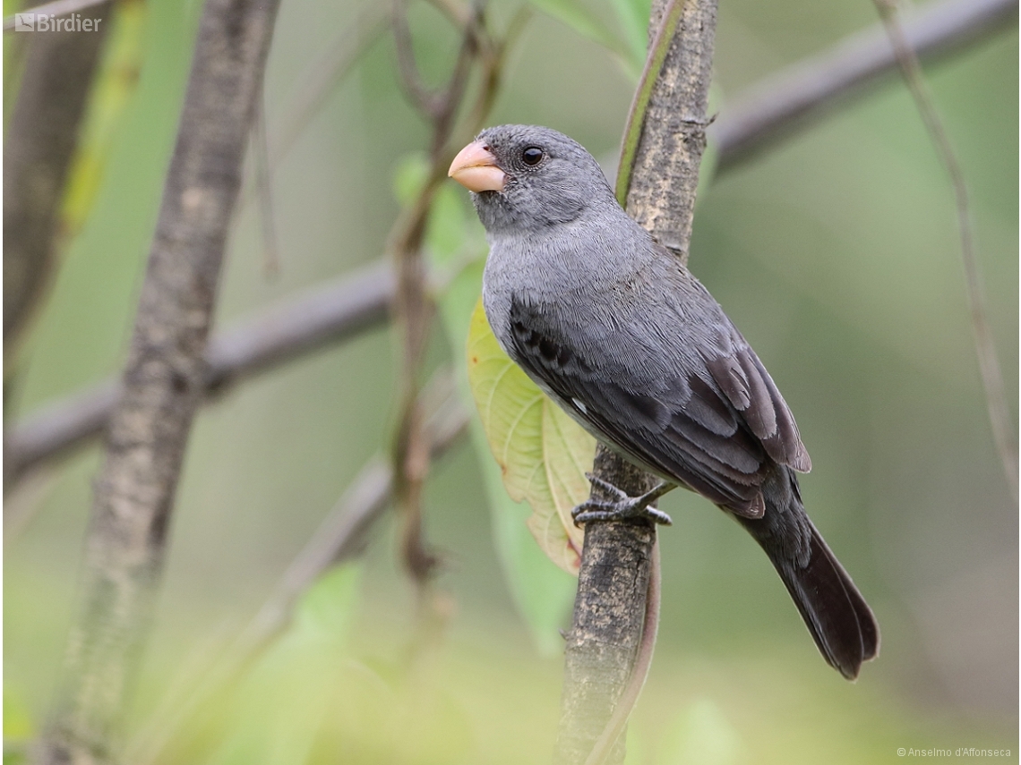 Sporophila intermedia