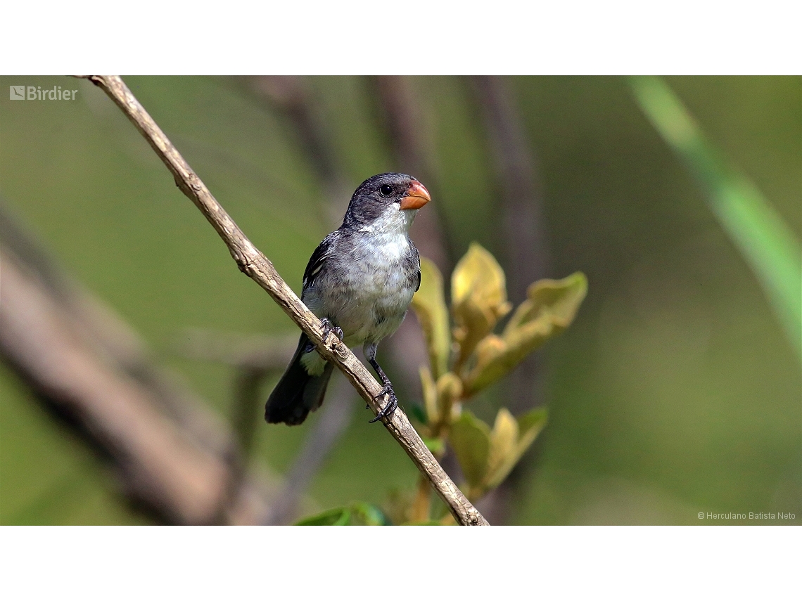 Sporophila leucoptera