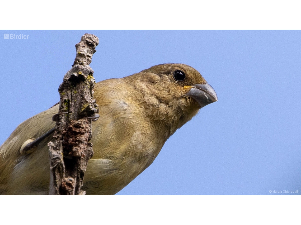 Sporophila leucoptera