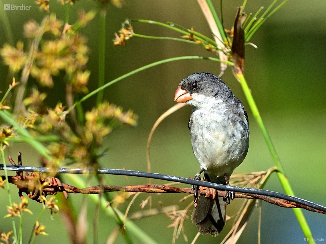 Sporophila leucoptera