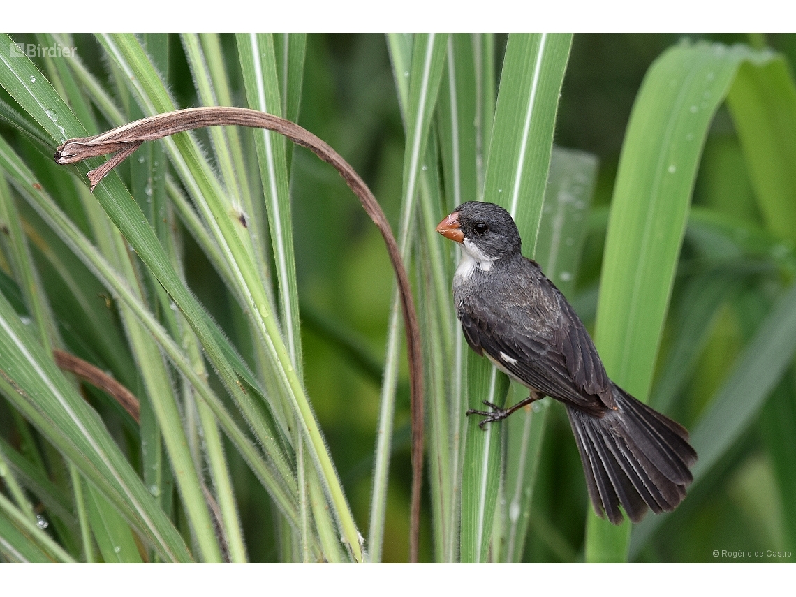 Sporophila leucoptera