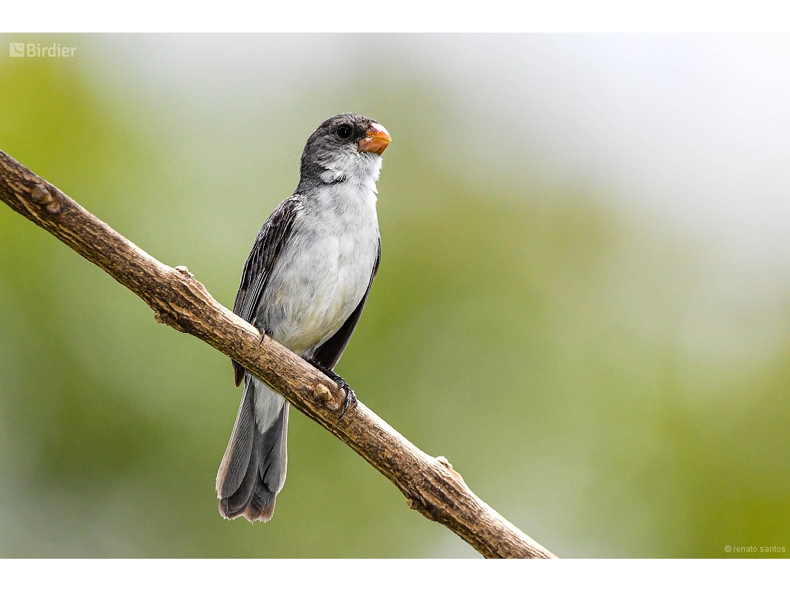 Sporophila leucoptera