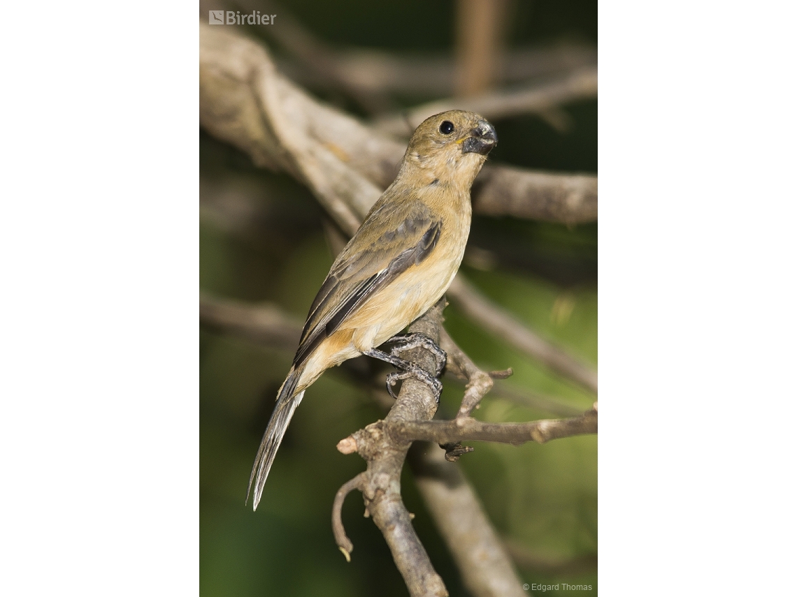 Sporophila leucoptera