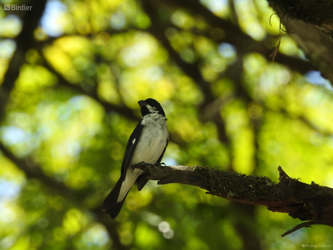 Sporophila lineola