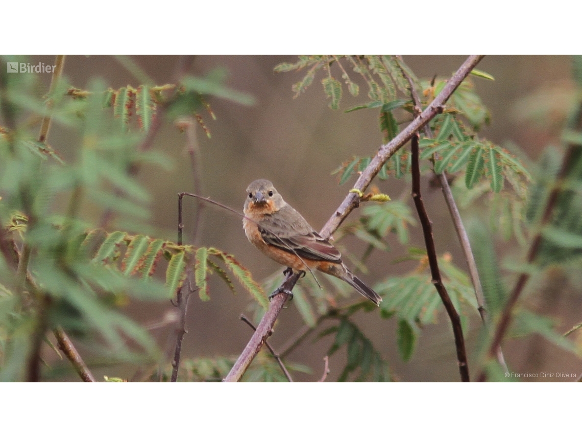 Sporophila minuta