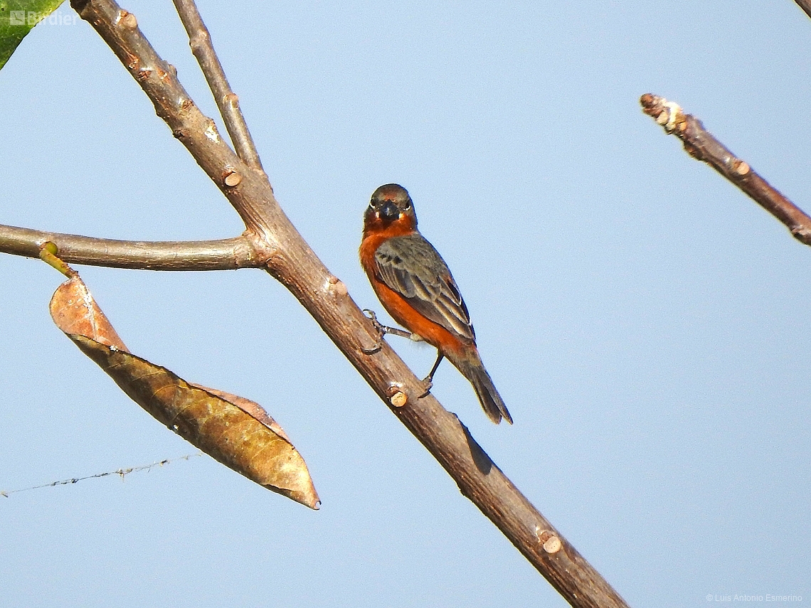 Sporophila minuta