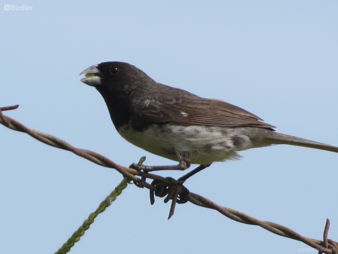 Sporophila nigricollis