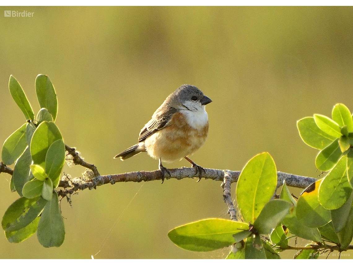 Sporophila palustris