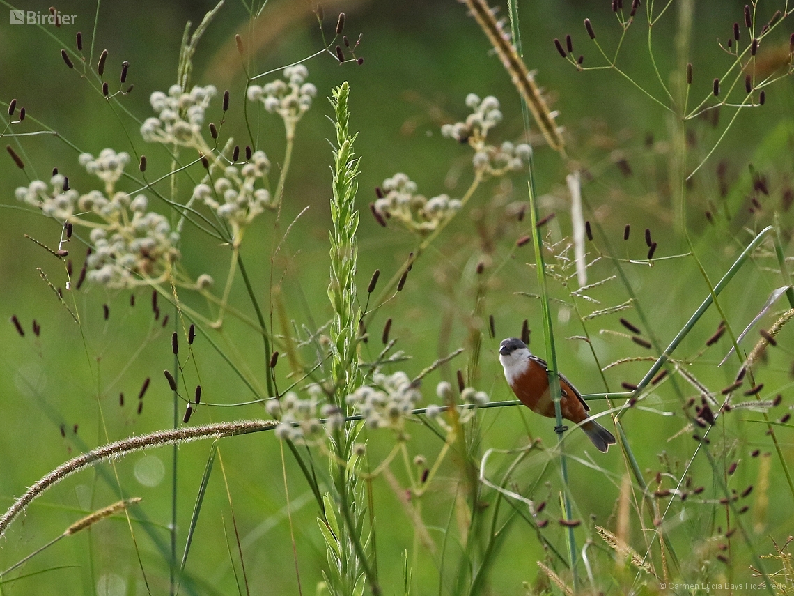 Sporophila palustris