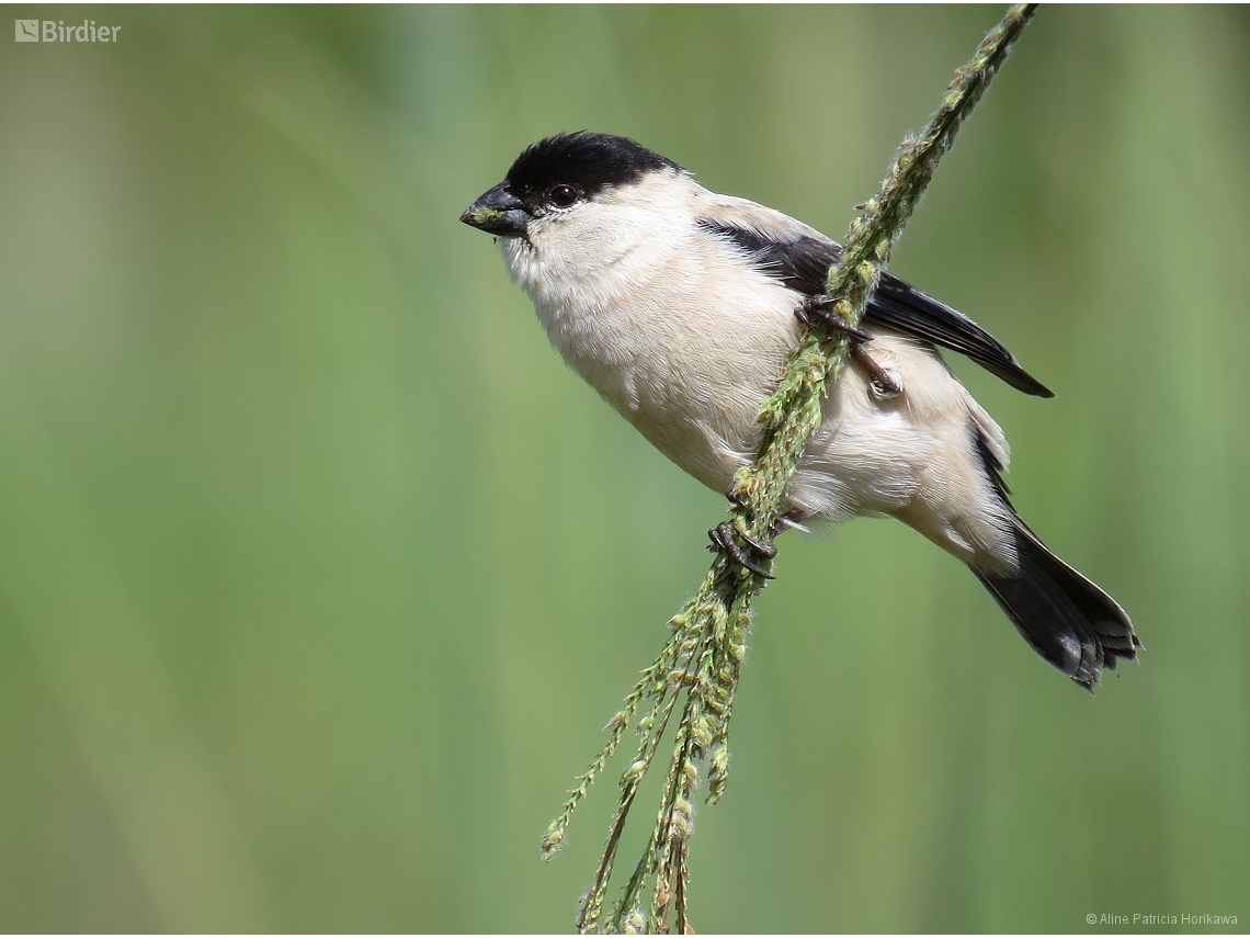 Sporophila pileata