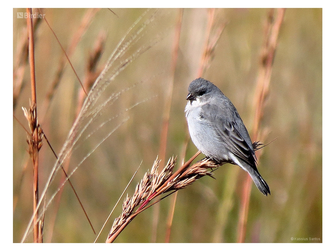 Sporophila plumbea