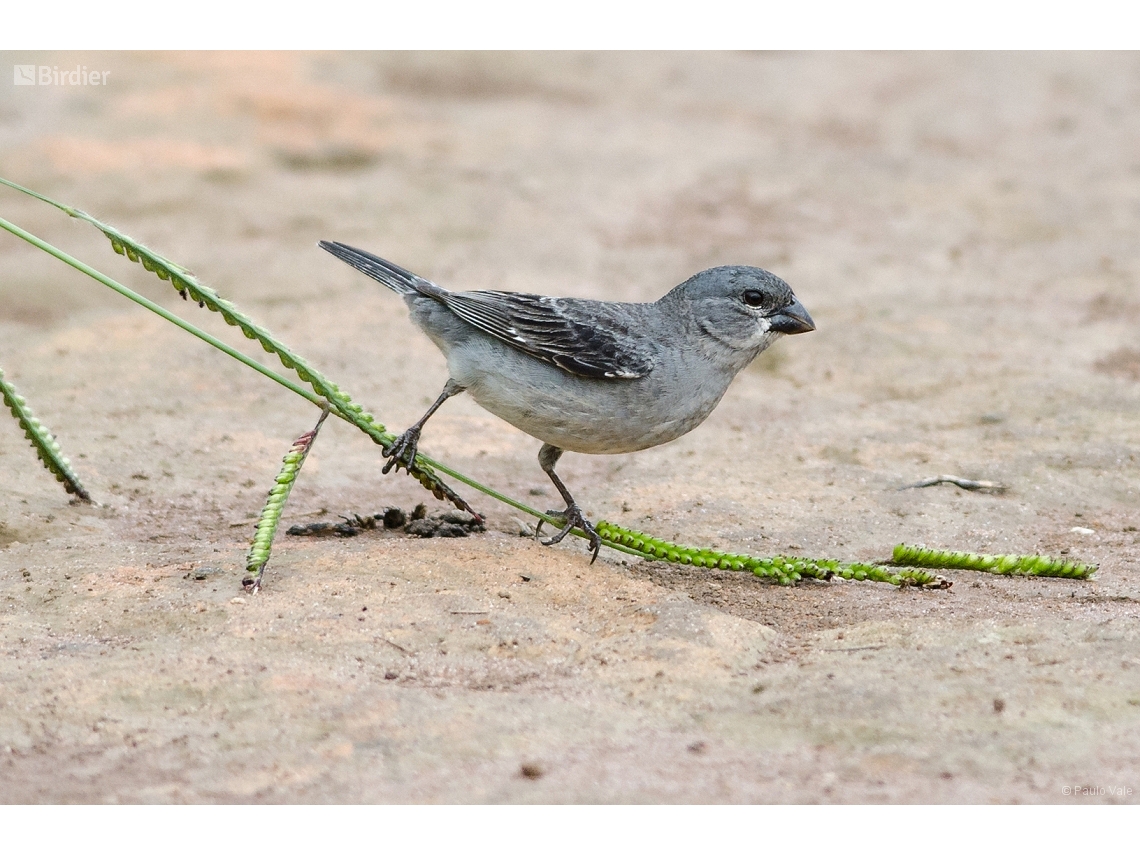 Sporophila plumbea