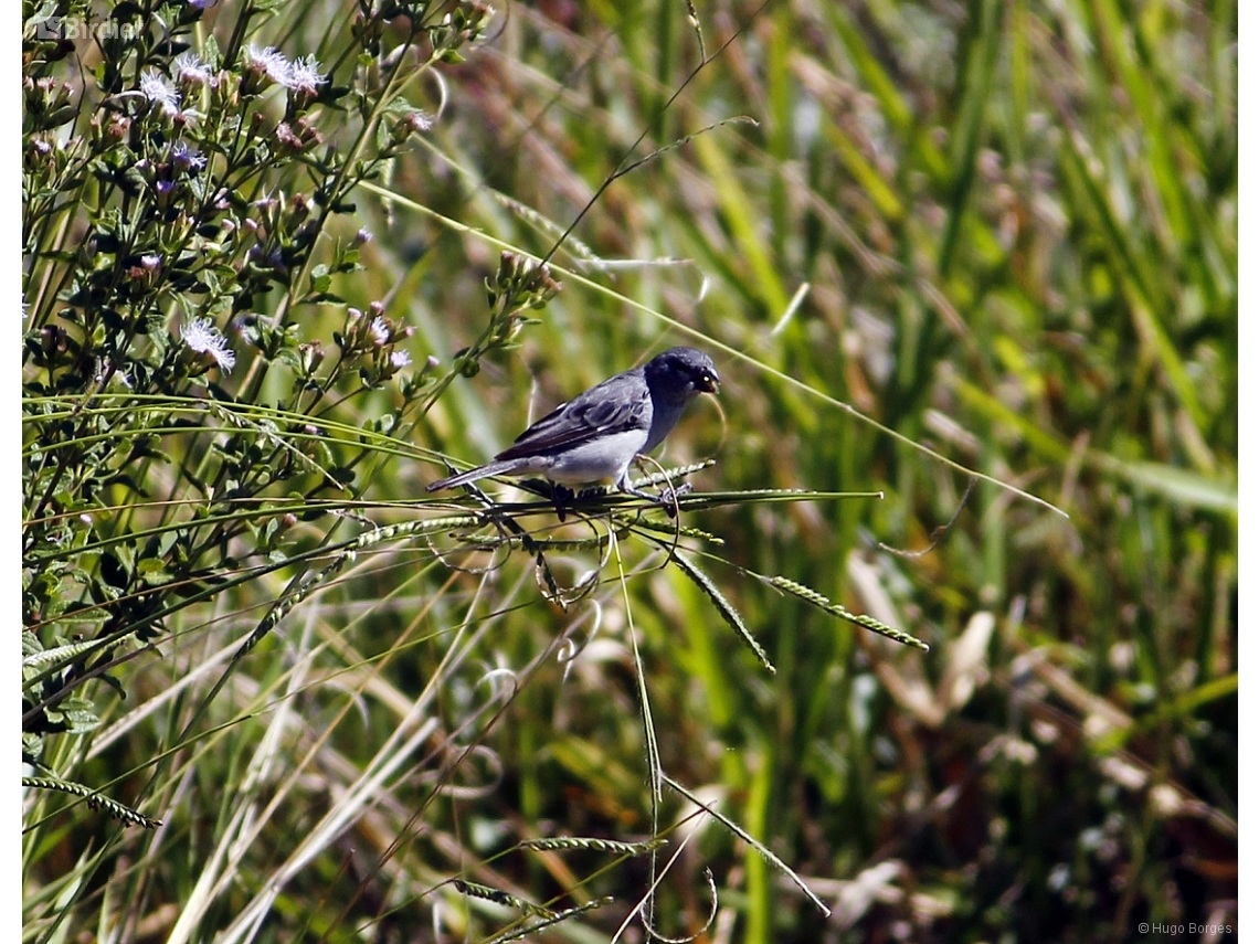 Sporophila plumbea