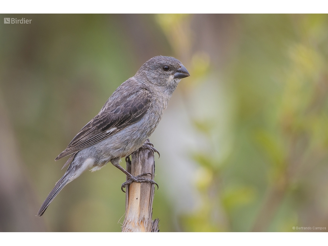 Sporophila plumbea