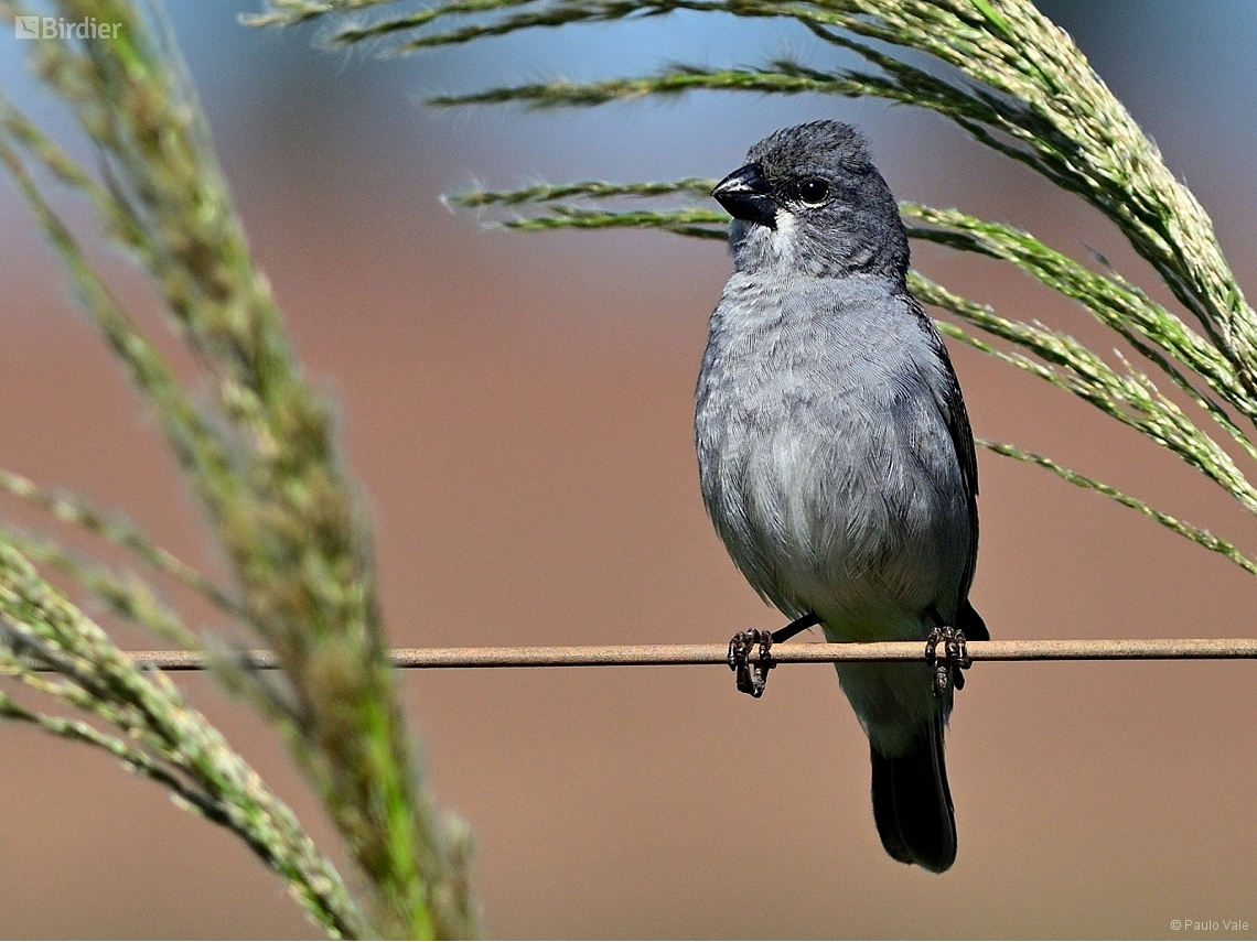 Sporophila plumbea