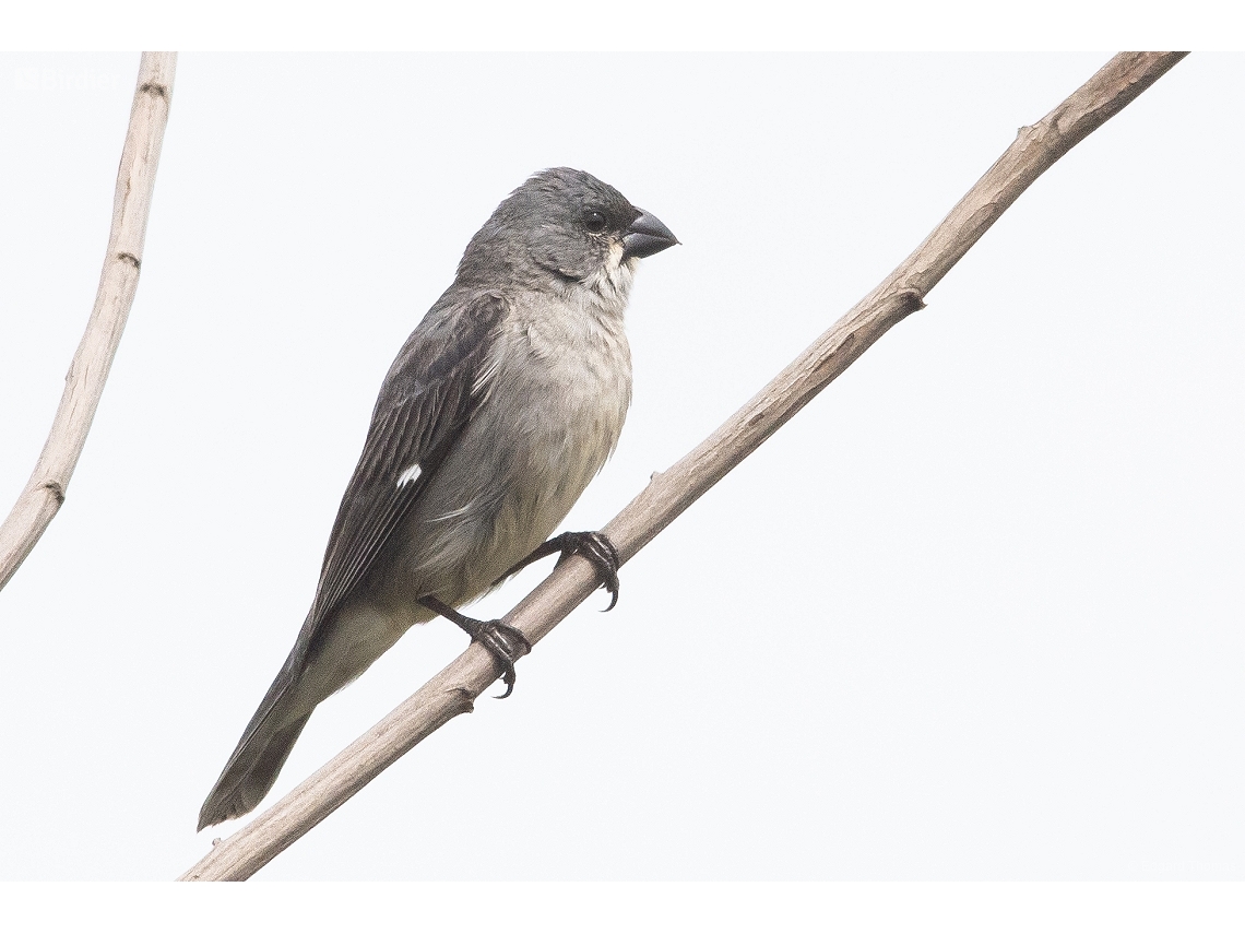 Sporophila plumbea