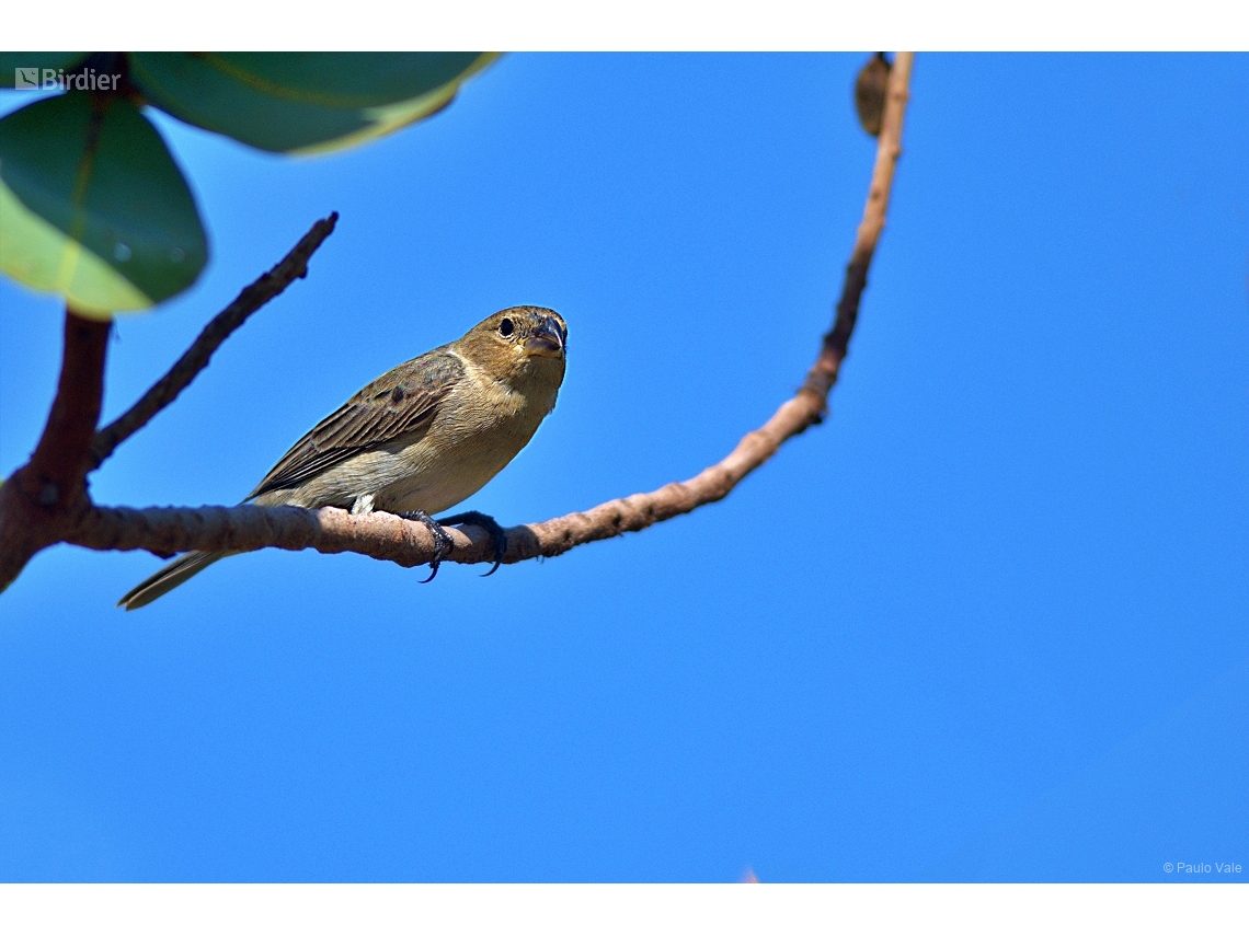 Sporophila plumbea