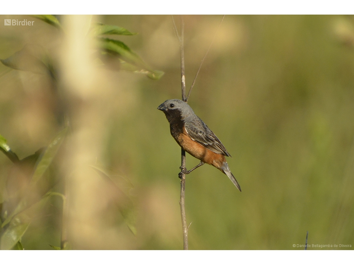 Sporophila ruficollis