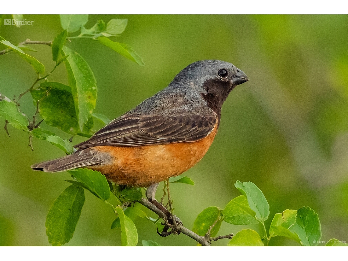 Sporophila ruficollis