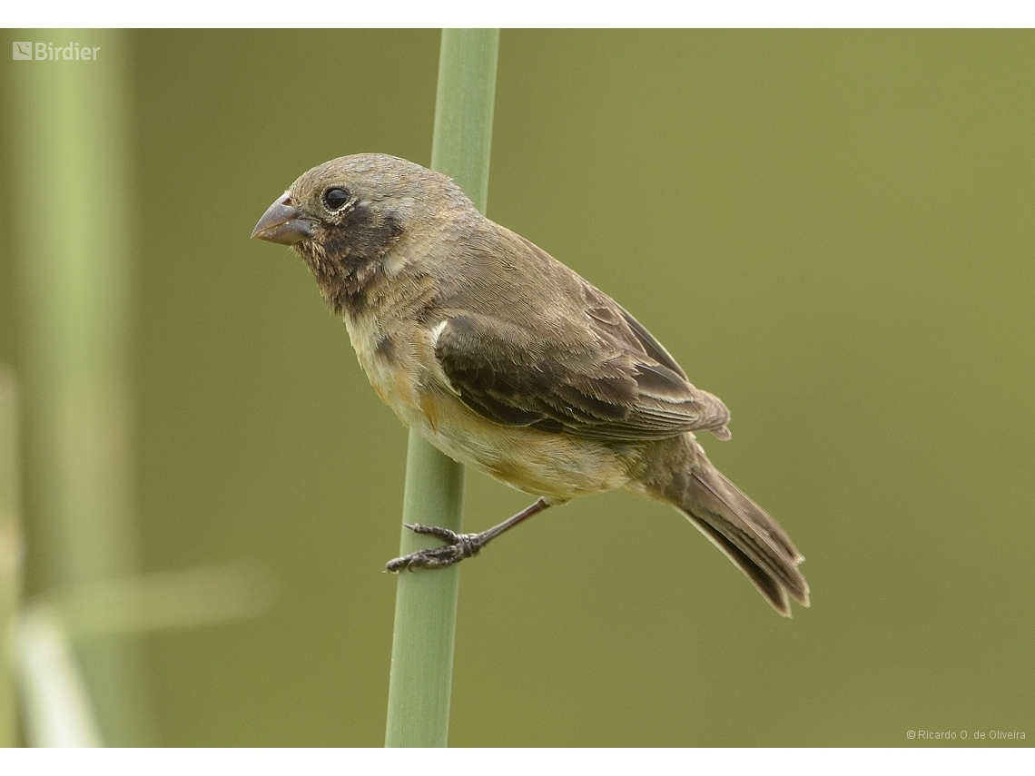 Sporophila ruficollis