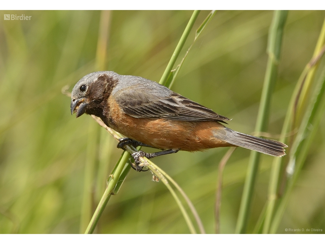 Sporophila ruficollis