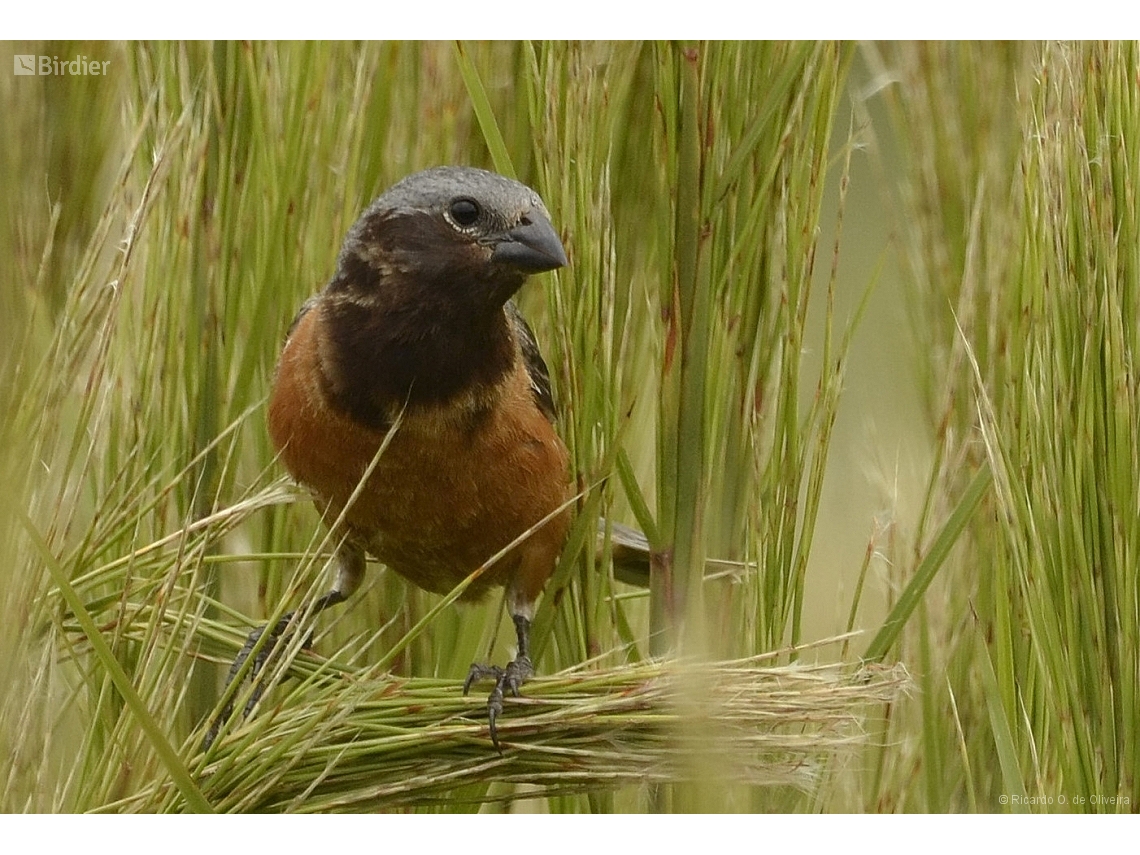 Sporophila ruficollis