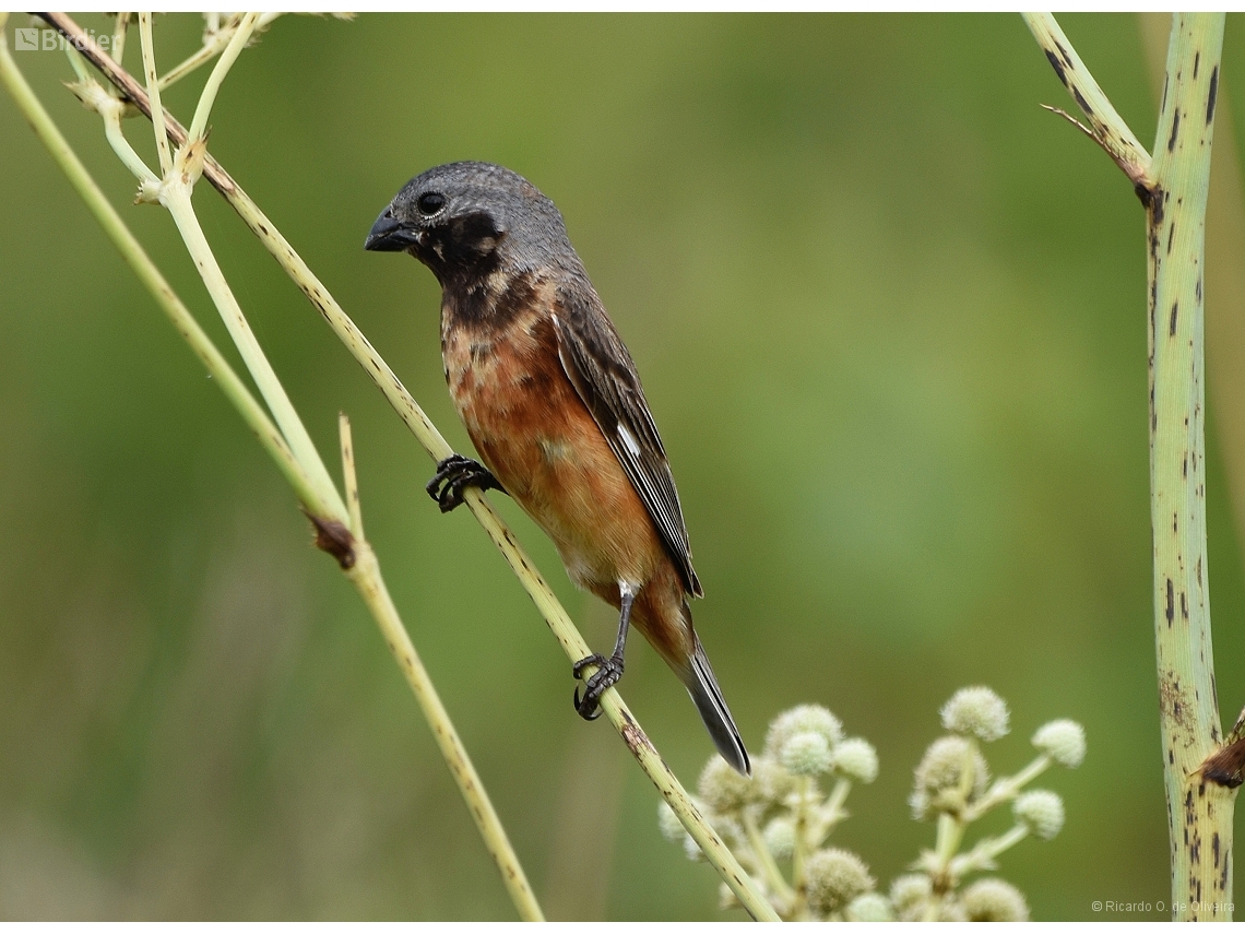 Sporophila ruficollis