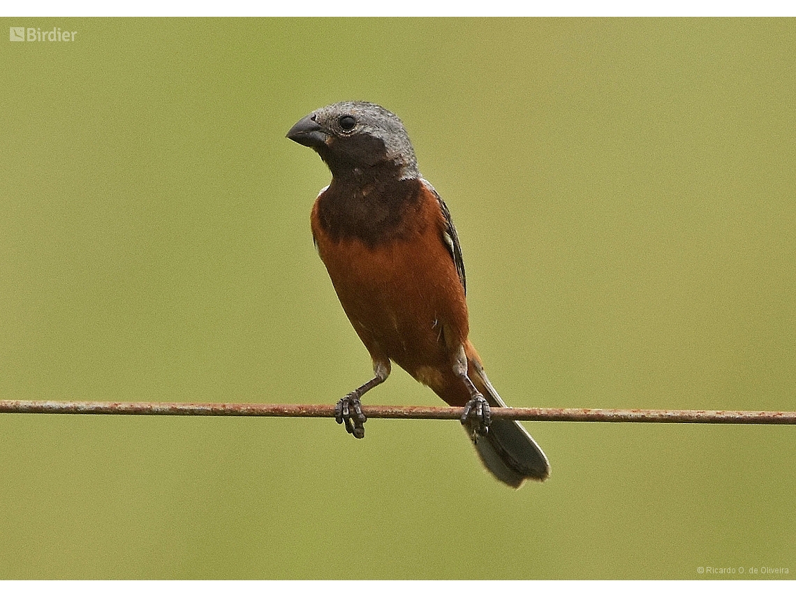 Sporophila ruficollis