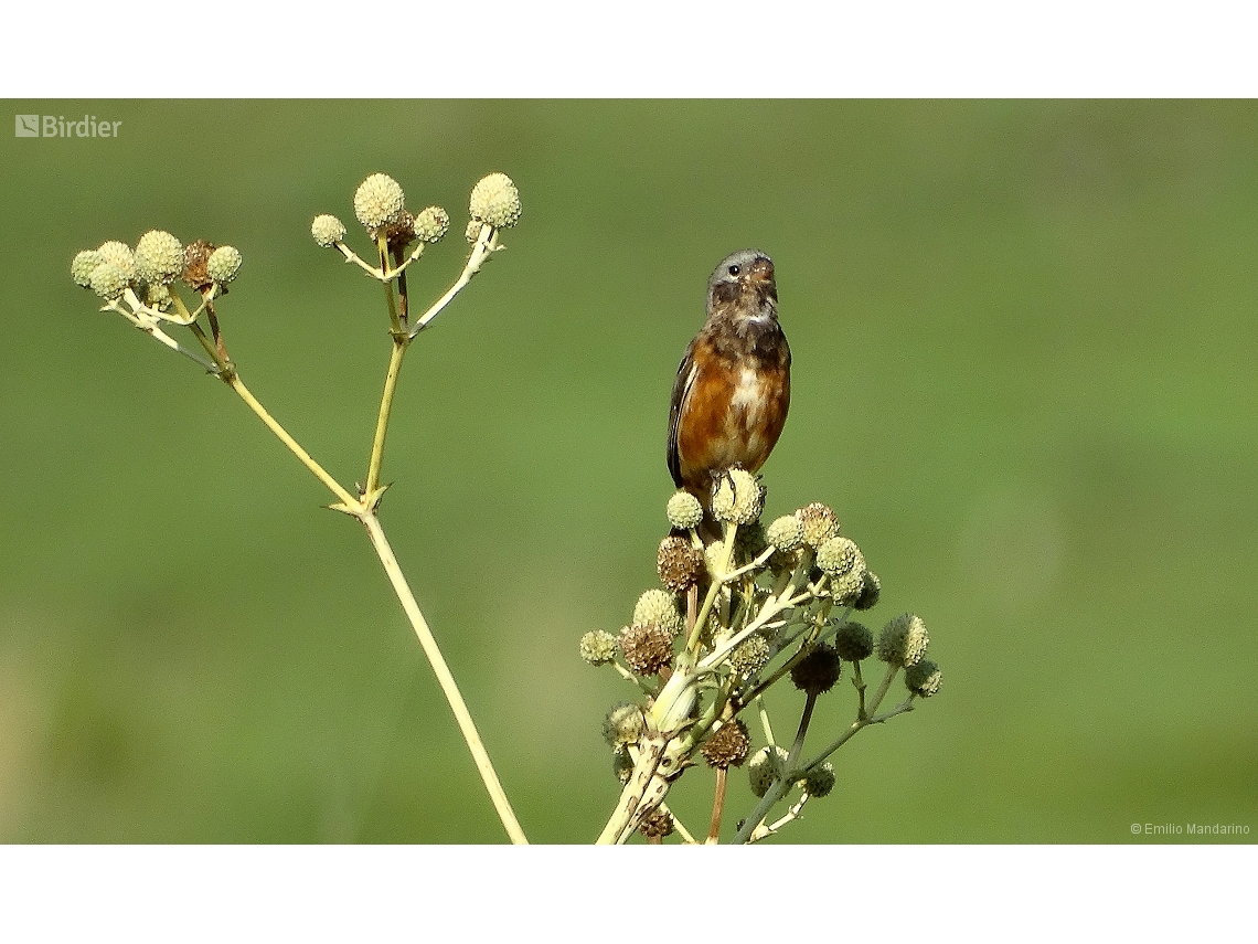 Sporophila ruficollis