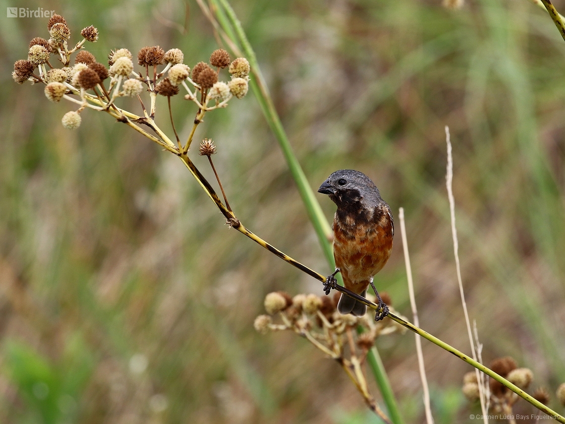 Sporophila ruficollis