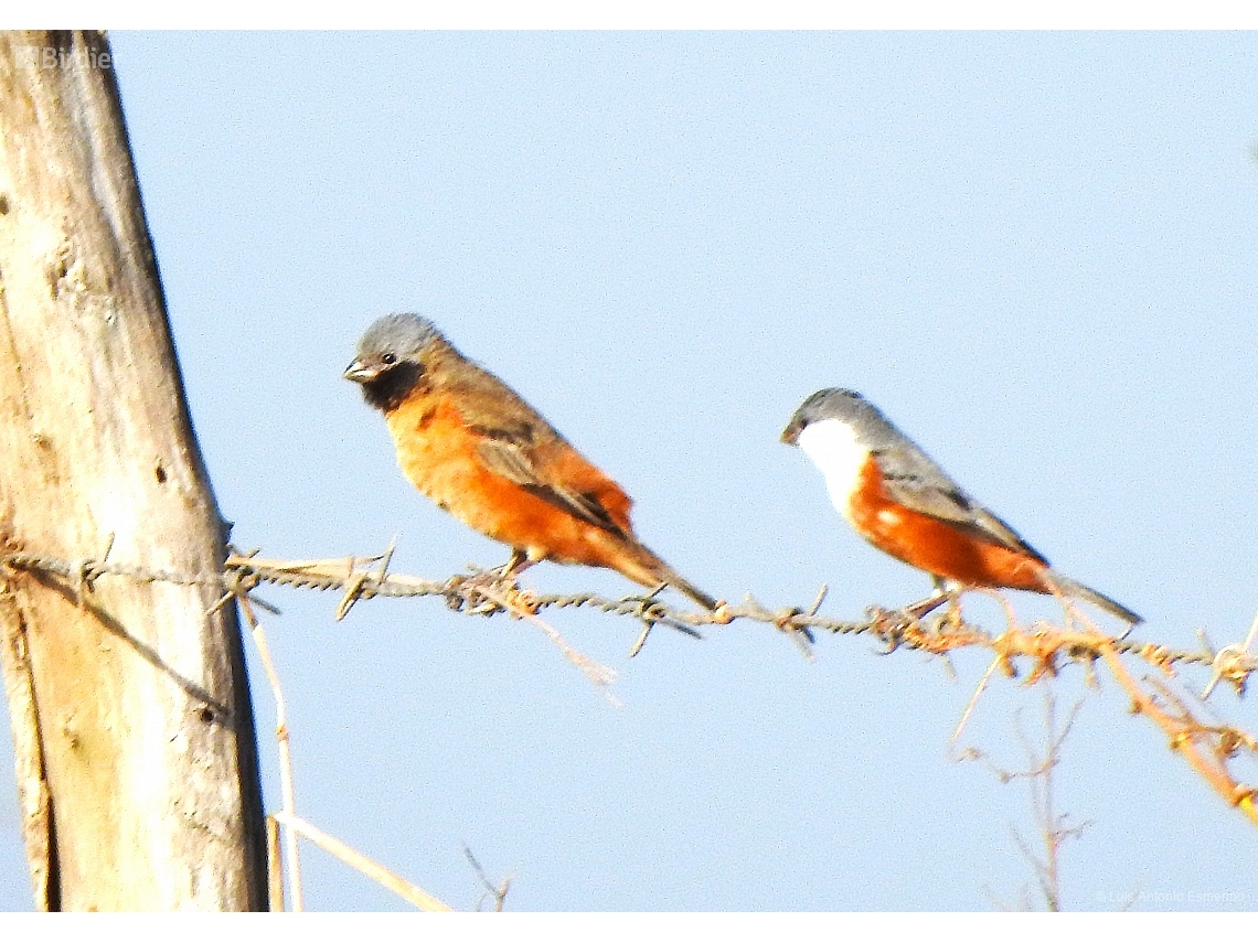 Sporophila ruficollis