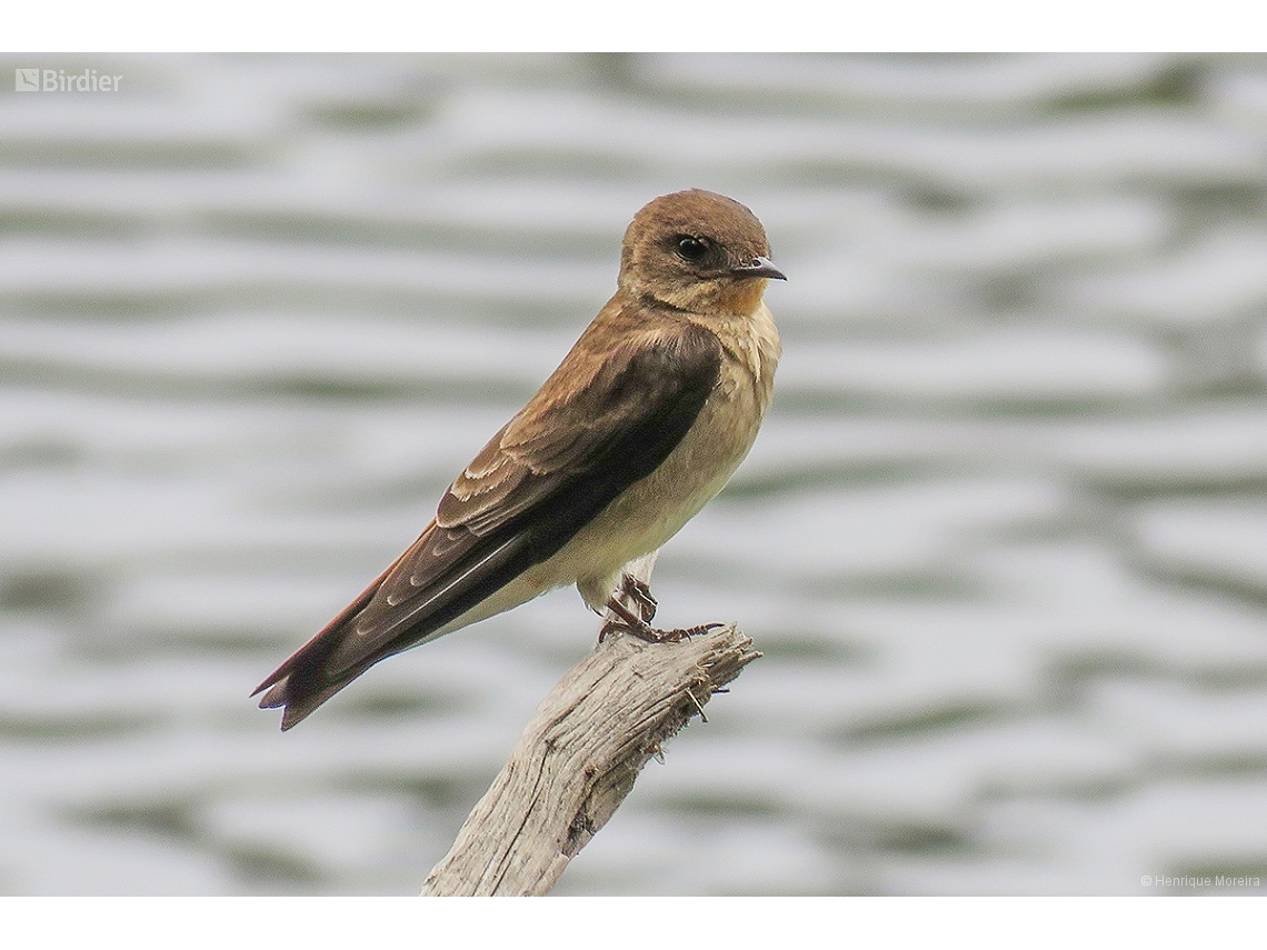 Stelgidopteryx ruficollis