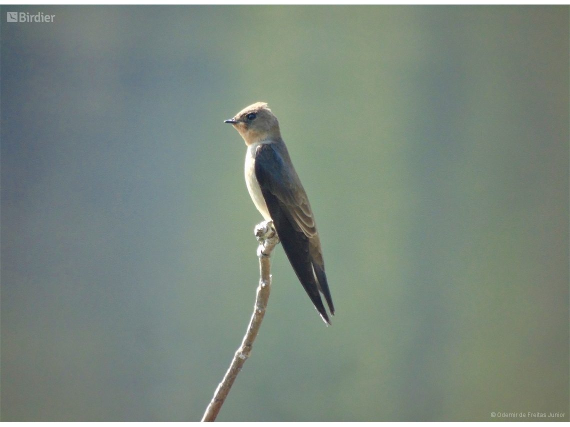 Stelgidopteryx ruficollis