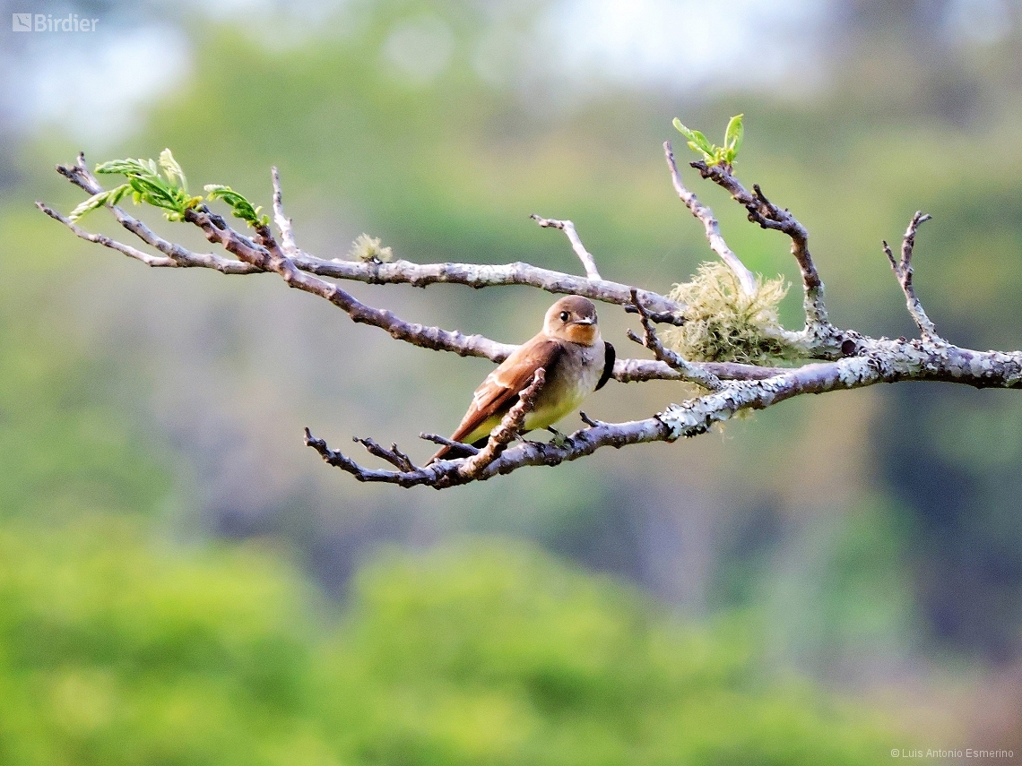 Stelgidopteryx ruficollis