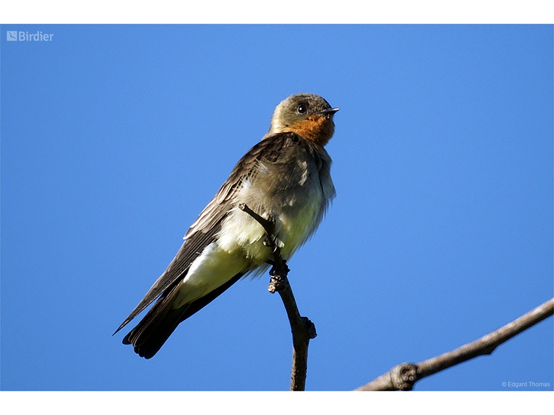 Stelgidopteryx ruficollis