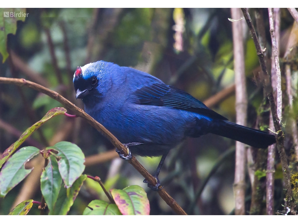 Stephanophorus diadematus