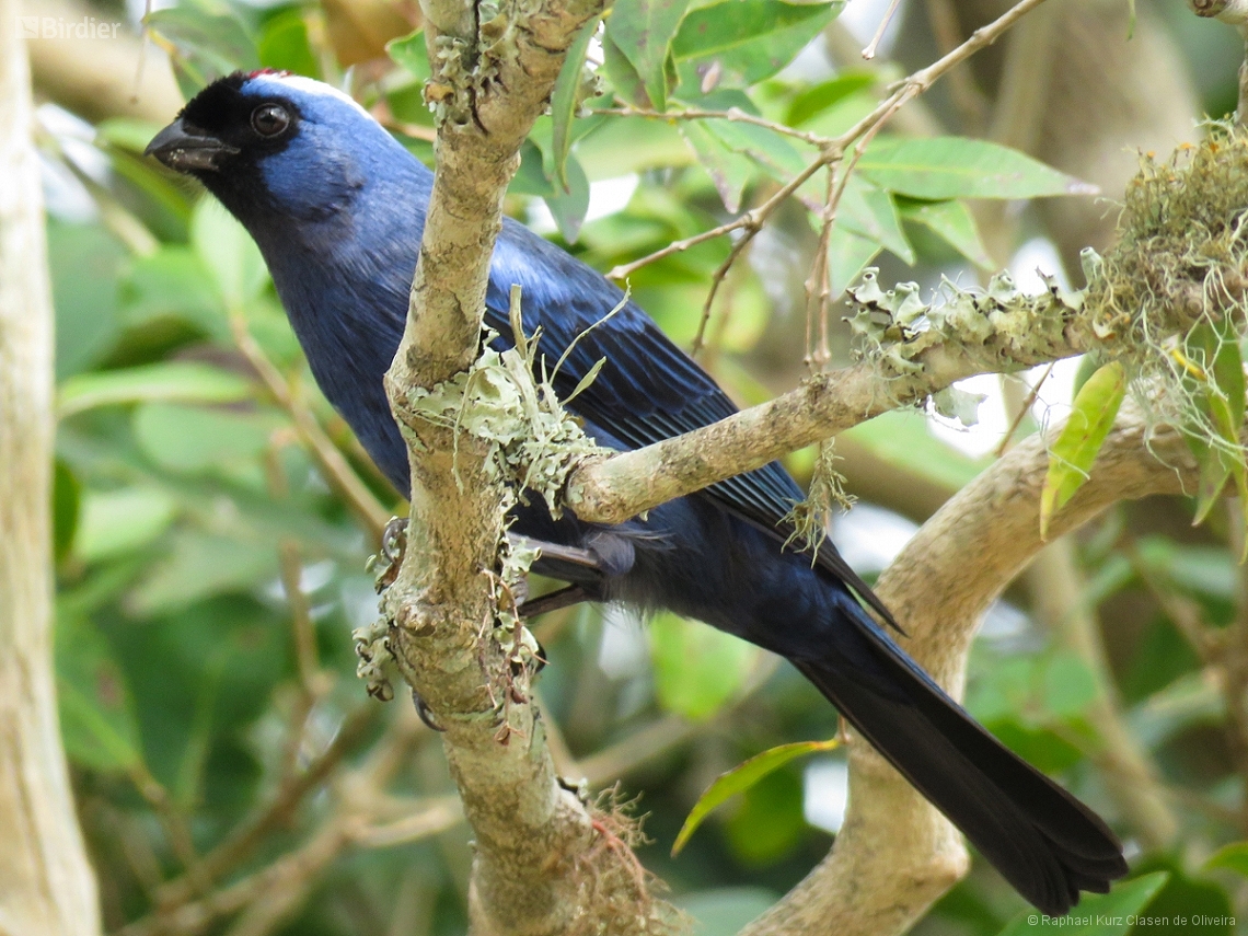 Stephanophorus diadematus