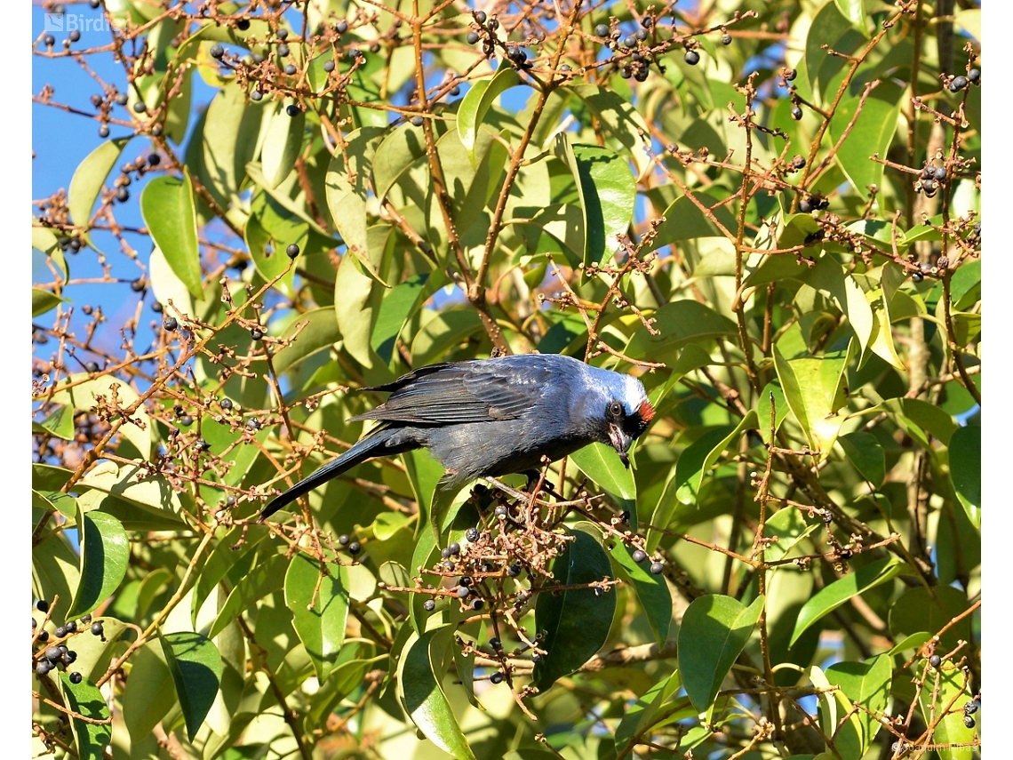 Stephanophorus diadematus