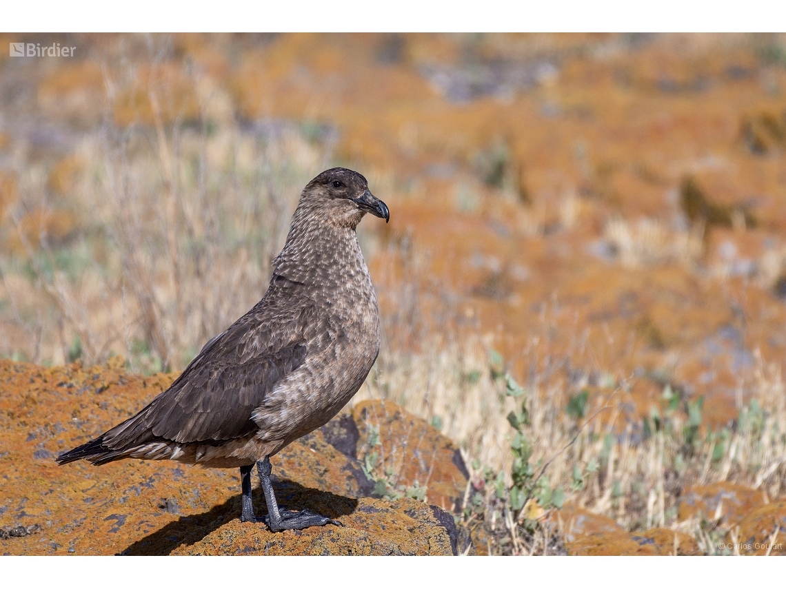 Stercorarius chilensis