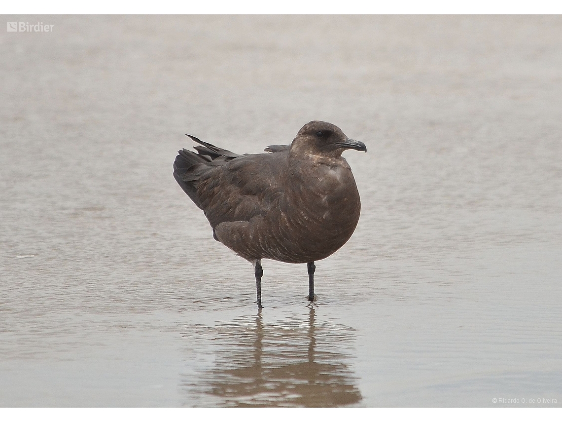 Stercorarius parasiticus
