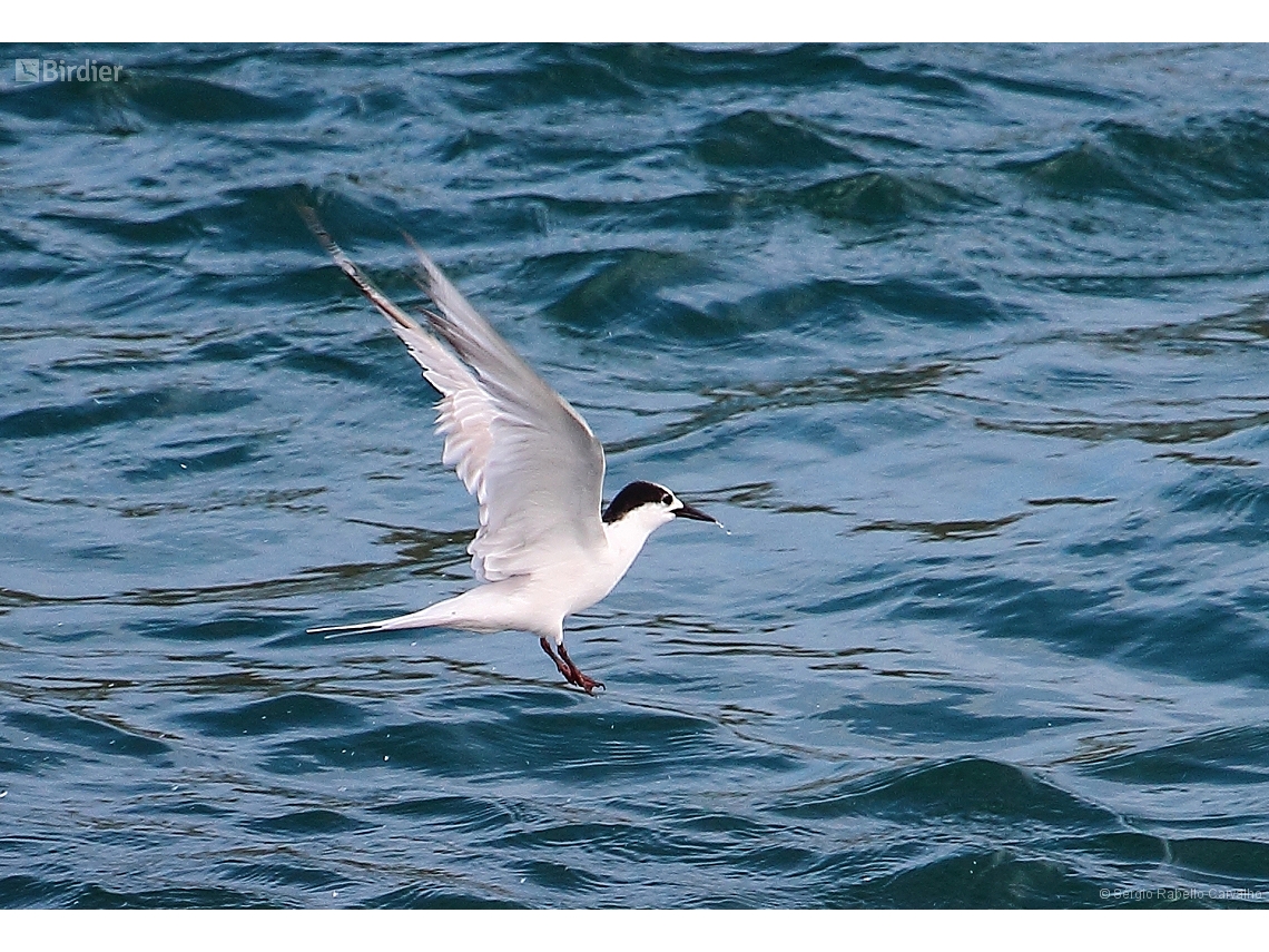 Sterna hirundo