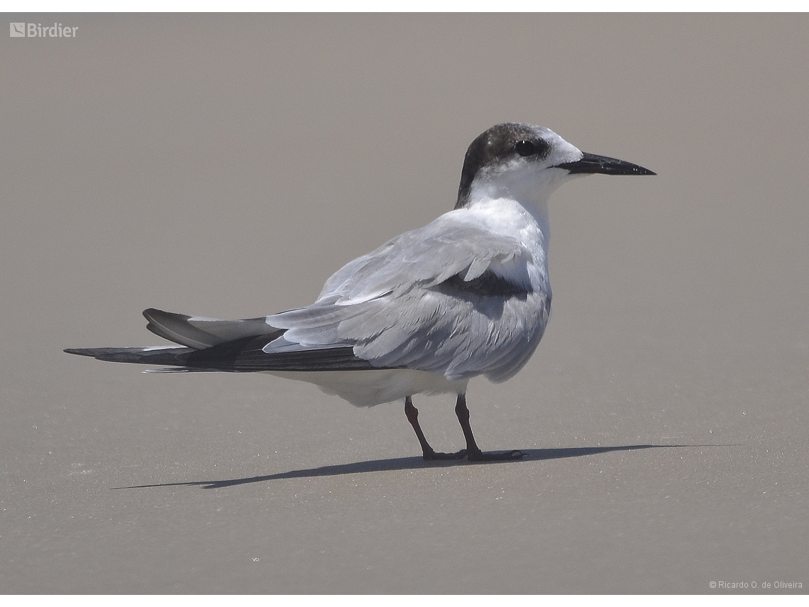 Sterna hirundo