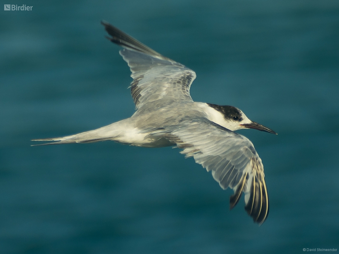 Sterna hirundo