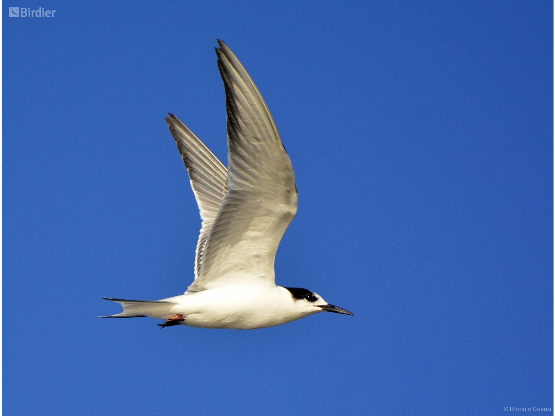 Sterna hirundo