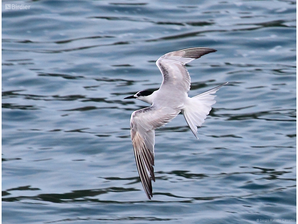 Sterna hirundo