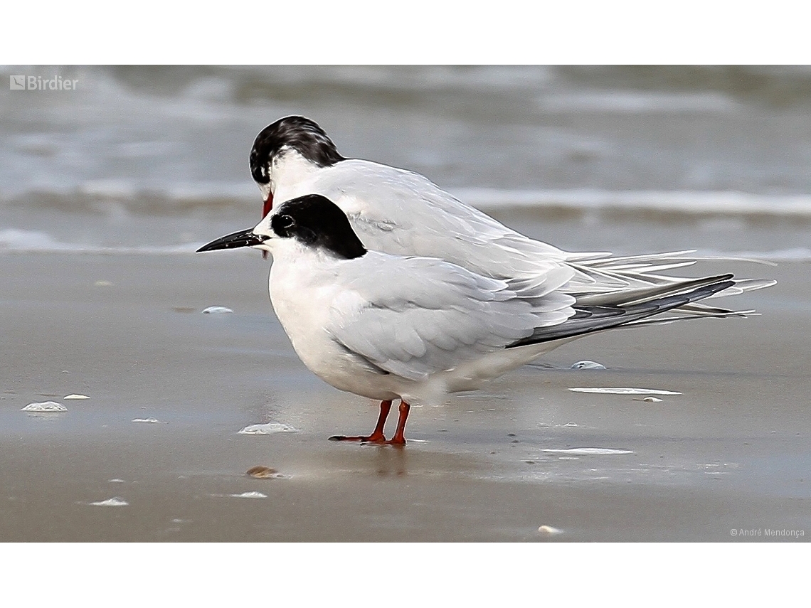 Sterna hirundo